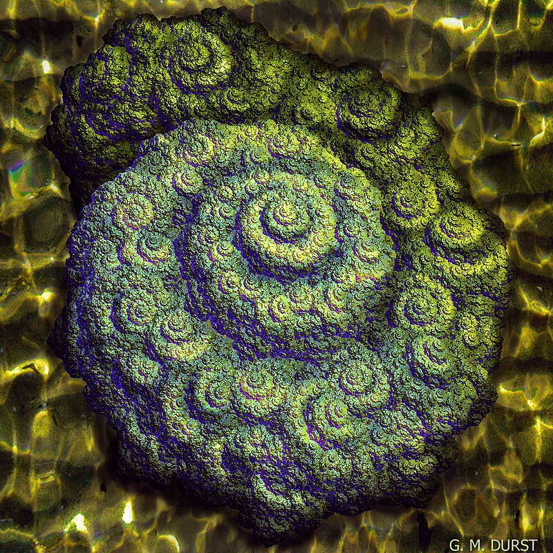 Fractal Nautilus.jpg :: To acquire a fine art print of this piece, press Contact above. 