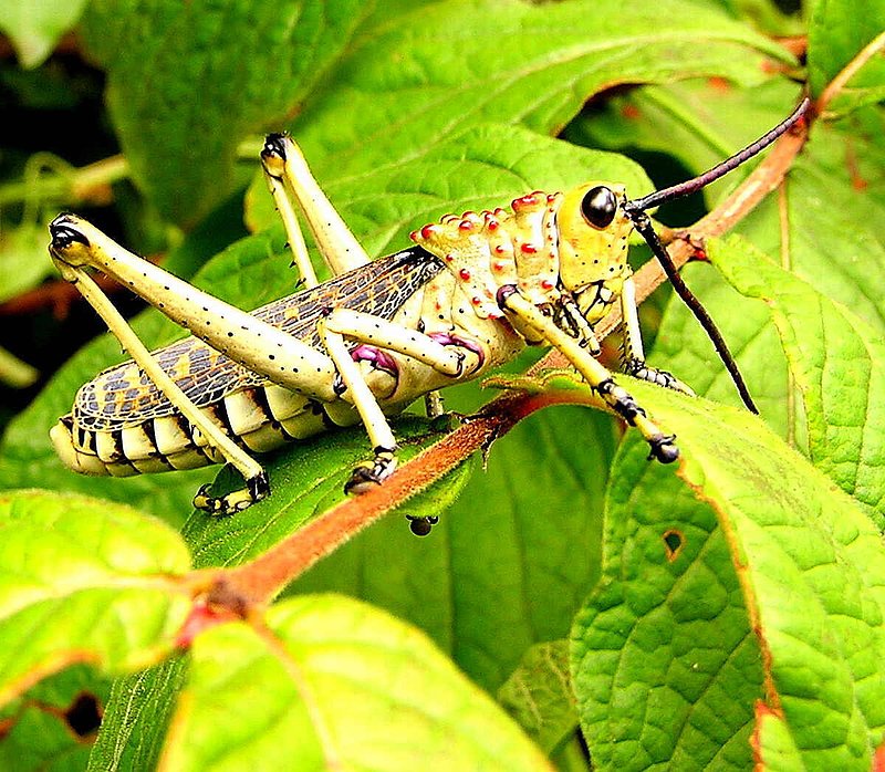 Grasshopper.jpg :: To purchase a fine art print of this photograph go to michael-durst.artistwebsites.com  To view comments, click on \