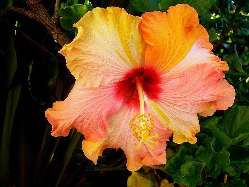 HIBISCUS AT KNIGHTSBRIDGE.jpg :: To purchase a fine art print of this painting go to michael-durst.artistwebsites.com  To view comments, click on \