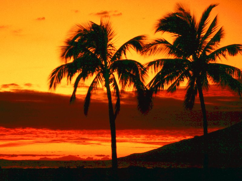Hawaiin Palms.jpg :: To purchase a fine art print of this painting go to michael-durst.artistwebsites.com  To view comments, click on \