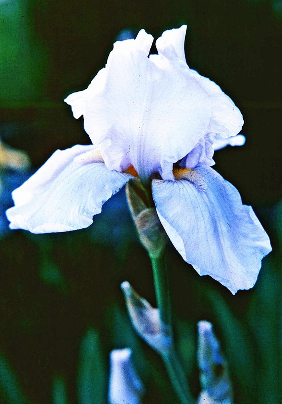 IRIS 1.jpg :: To purchase a fine art print of this painting go to michael-durst.artistwebsites.com  To view comments, click on \