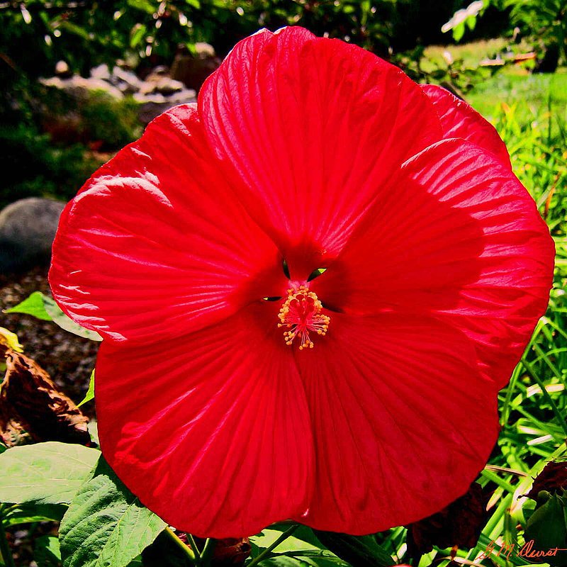 In Your Face.jpg :: To purchase a fine art print on canvas or archieval paper of this digital work, email DurstArt@aol.com To view comments, click on \