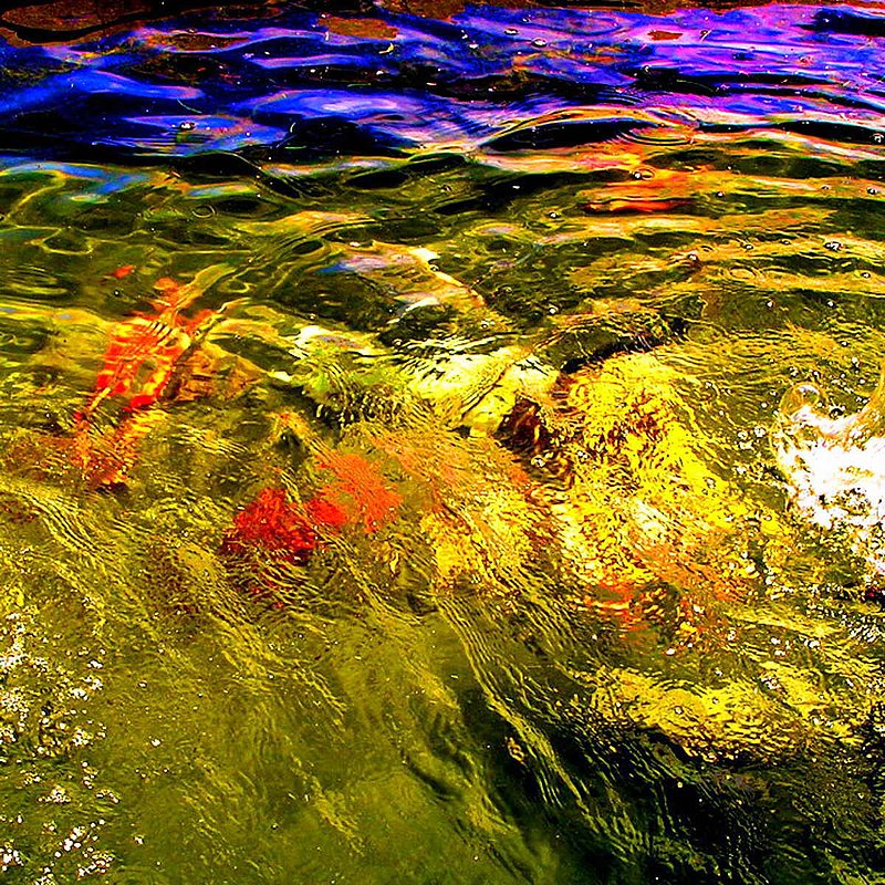 In the Flow 2.jpg :: This is one of a series of photographs taken at a Koi pond in Hermanus, South Africa.  To purchase a fine art print of this photograph go to michael-durst.artistwebsites.com  To view comments, click on \