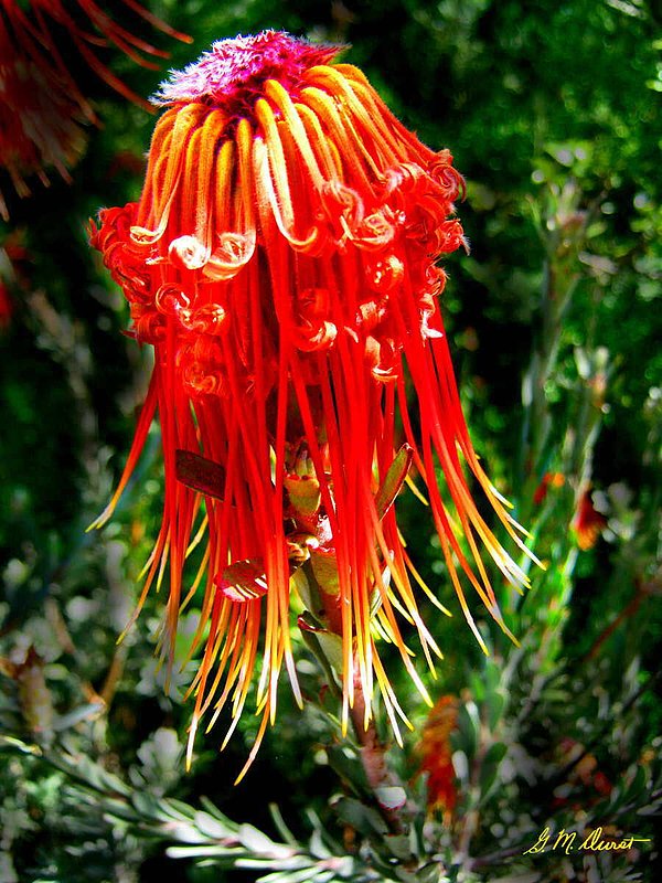 Incredible Protea.jpg :: To acquire a fine art print of this photo, press Contact above. 