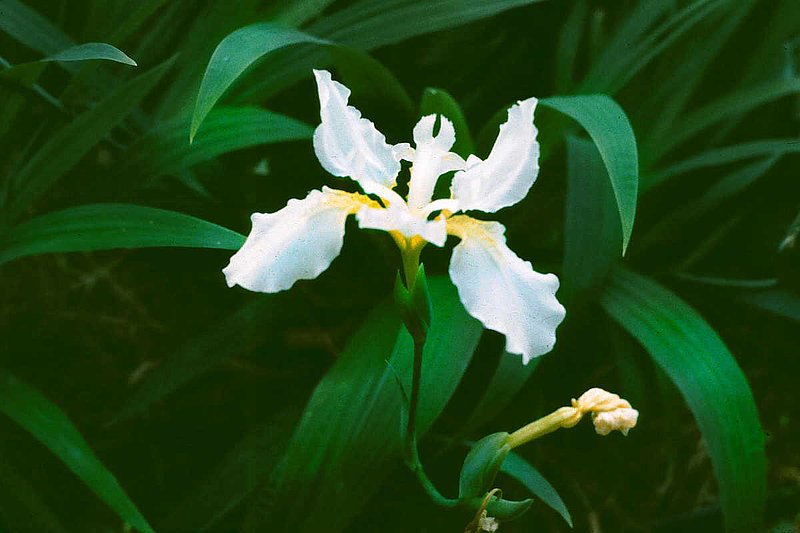 Iris Life Cycle.jpg :: To purchase a fine art print of this painting go to michael-durst.artistwebsites.com  To view comments, click on \