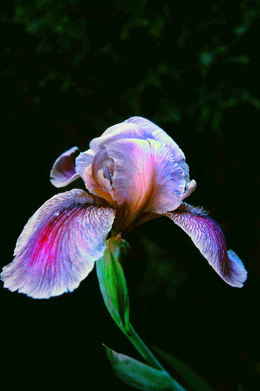 Iris1.jpg :: To purchase a fine art print of this painting go to michael-durst.artistwebsites.com  To view comments, click on \