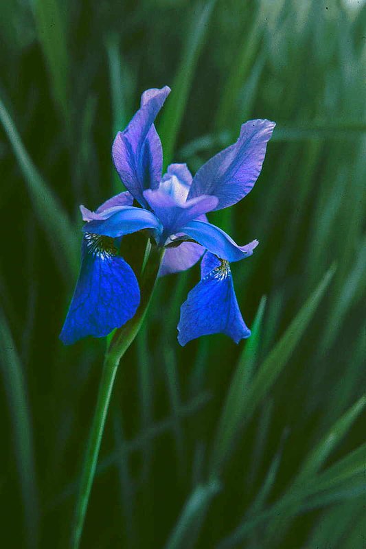 Iris3.jpg :: To purchase a fine art print of this painting go to michael-durst.artistwebsites.com  To view comments, click on \