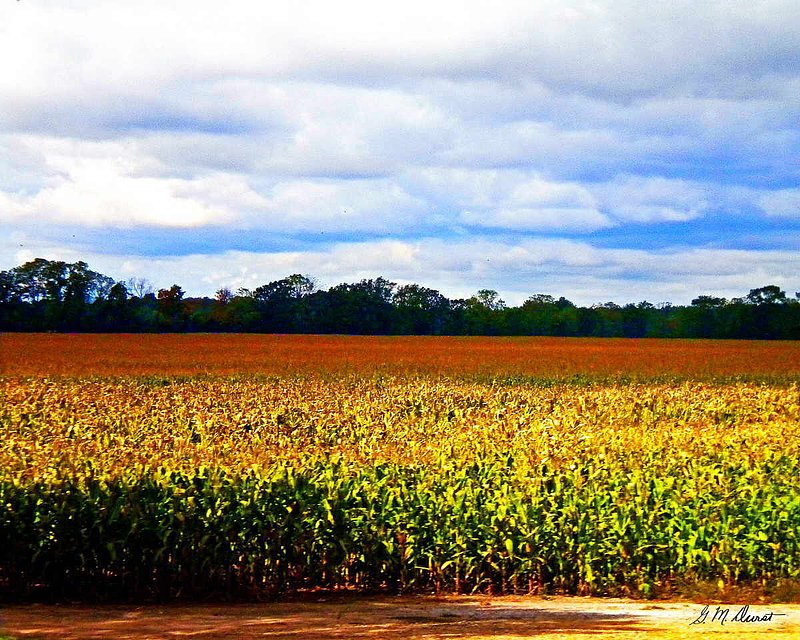 Lighted Fields.jpg :: To acquire a fine art print of this photo, press Contact above. 
