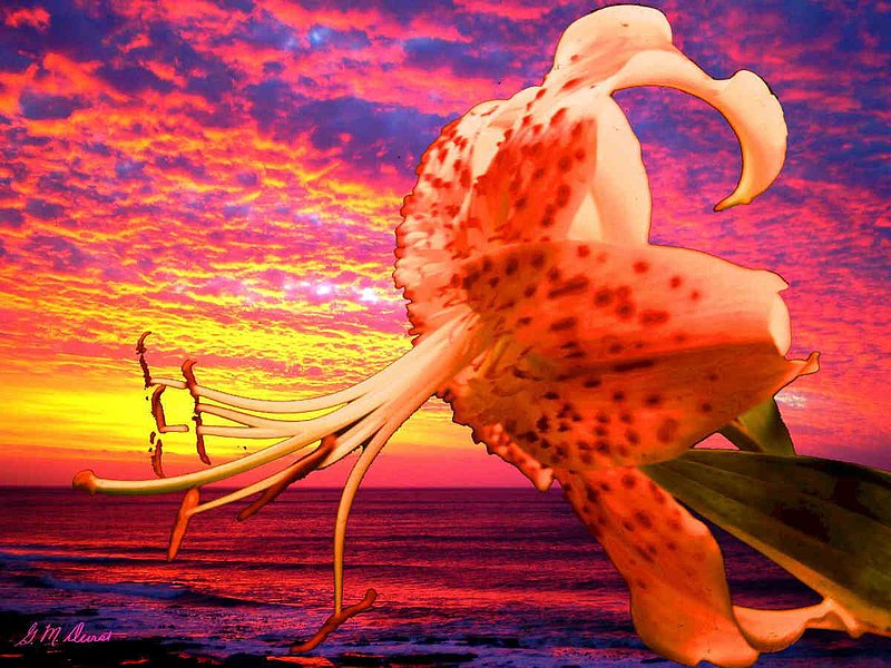 Lily at Sunset.jpg :: To purchase a fine art print of this digital image go to michael-durst.artistwebsites.com  To view comments, click on \