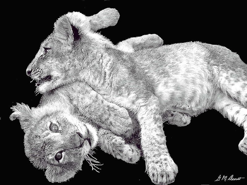 Lion Wrestling BW.jpg :: To purchase a fine art limited edition of this photograph, email DurstArt@aol.com or press Contact above.