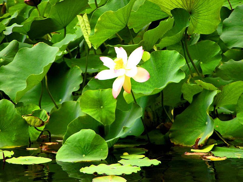 Lost City Lotus.jpg :: This photo was taken at the Lost City Hotel in Sun City, South Africa. To purchase a fine art print of this painting go to michael-durst.artistwebsites.com  To view comments, click on \