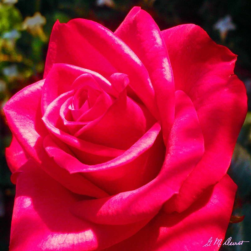 Love Manifest.jpg :: To purchase a fine art print of this photograph go to michael-durst.artistwebsites.com  To view comments, click on \