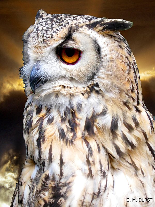 Midnight King.jpg :: To acquire a fine art print of this photo, press Contact above.             