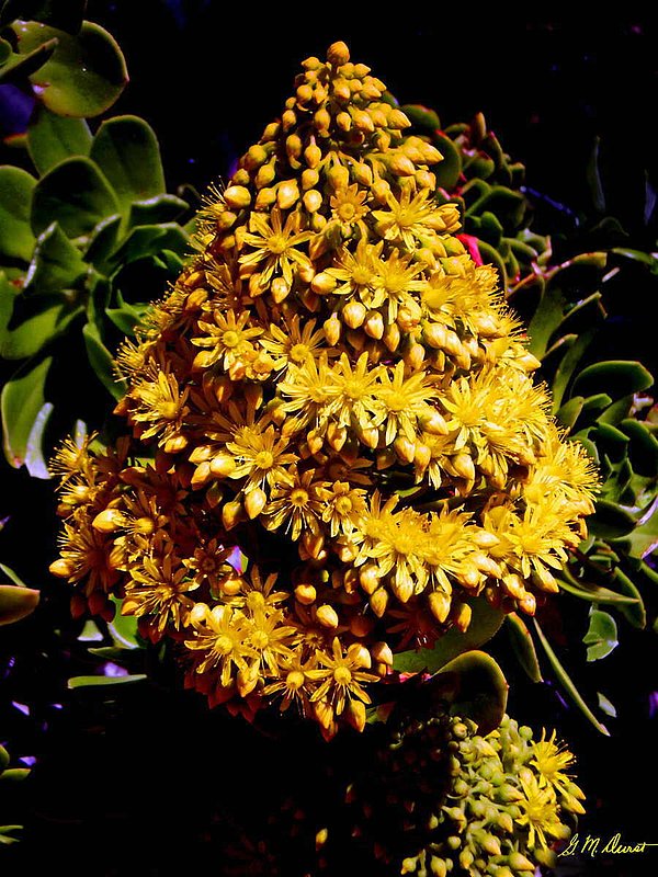 Natures Christmas Tree.jpg :: To acquire a fine art print of this photo, press Contact above. 