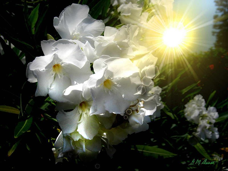 Oleander Sun.jpg :: To acquire a fine art print of this photo, press Contact above. 