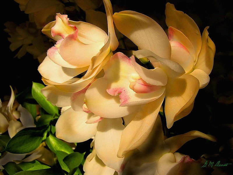 Orchid Grace.jpg :: To acquire a fine art print of this photo, press Contact above. 