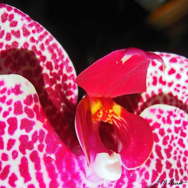 Orchid Kiss.jpg :: To purchase a fine art print of this digital image go to michael-durst.artistwebsites.com  To view comments, click on \