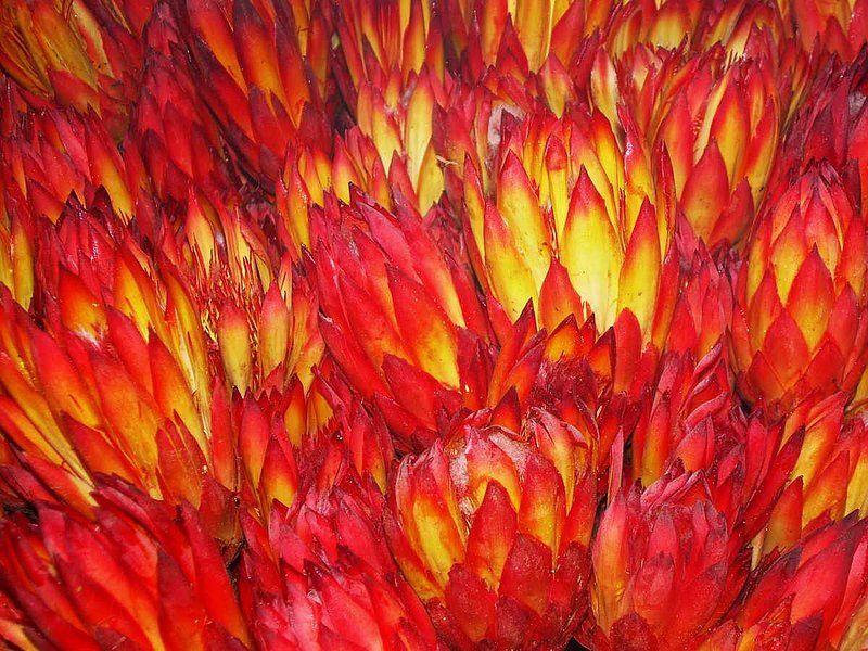 PROTEA 1.jpg :: To purchase a fine art print of this painting go to michael-durst.artistwebsites.com  To view comments, click on \