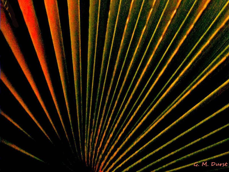 Palm Lines.jpg :: To purchase a fine art print of this digital image go to michael-durst.artistwebsites.com  To view comments, click on \
