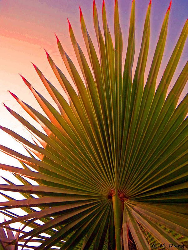 Palm Sunset.jpg :: To purchase a fine art print of this digital image go to michael-durst.artistwebsites.com  To view comments, click on \