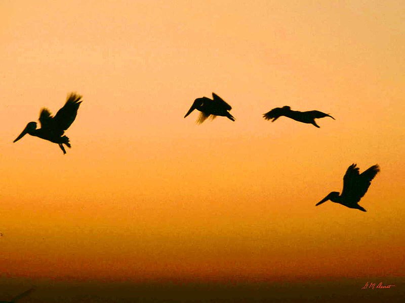 Pelican Journey.jpg :: To purchase a fine art print of this digital image go to michael-durst.artistwebsites.com  To view comments, click on \