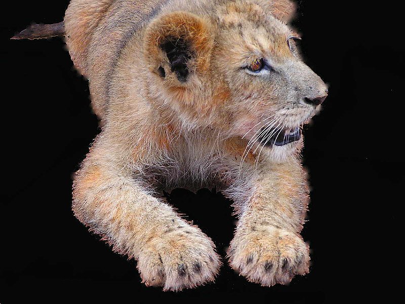 Prince of the Jungle.jpg :: To purchase a fine art print of this photograph go to michael-durst.artistwebsites.com  To view comments, click on \