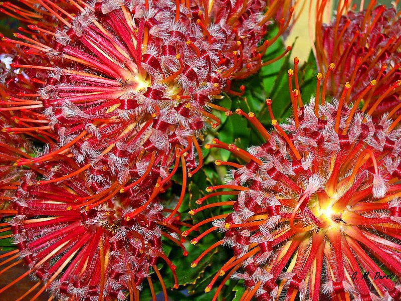 Protea Joy.jpg :: To purchase a fine art print of this image go to michael-durst.artistwebsites.com  To view comments, click on \