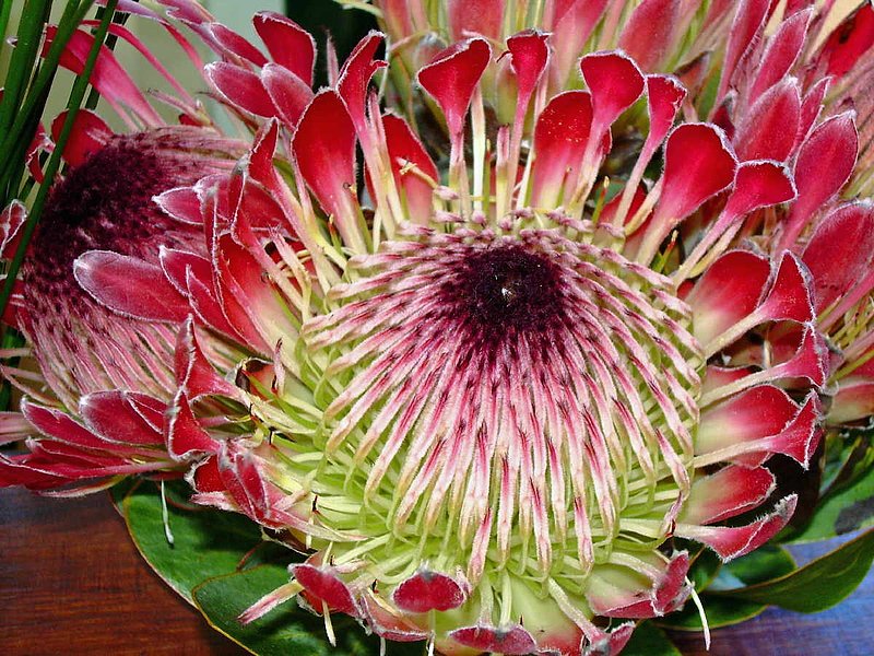 Protea.jpg :: To purchase a fine art print of this image go to michael-durst.artistwebsites.com  To view comments, click on \