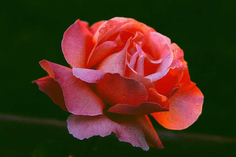 ROSE for ROSE.jpg :: To purchase a fine art print of this painting go to michael-durst.artistwebsites.com  To view comments, click on \