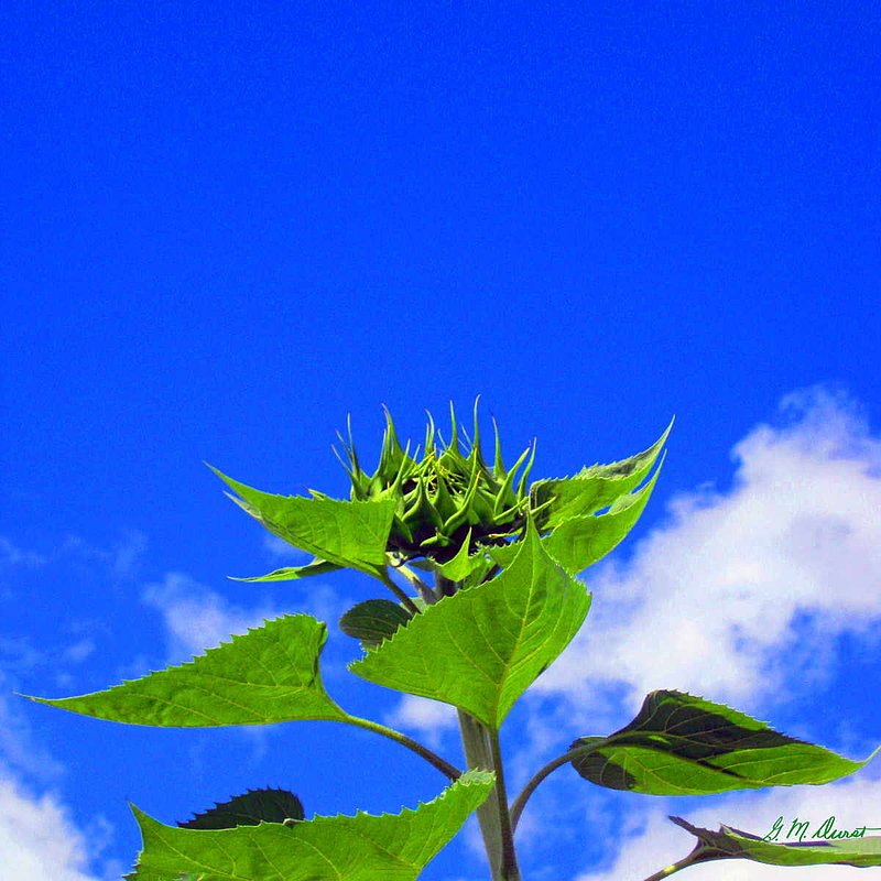 Reach for the Sky.jpg :: To acquire a fine art print of this photo, press Contact above. 