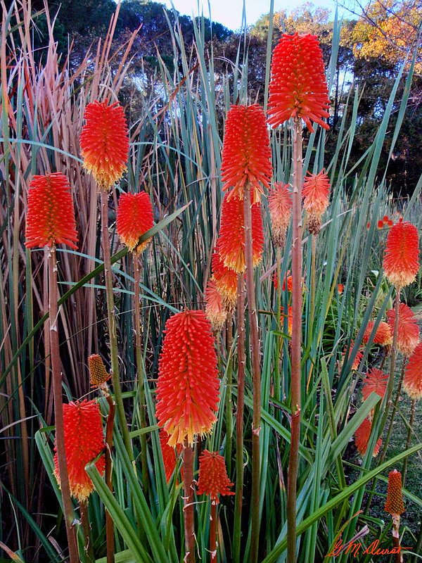 Red Hot.jpg :: To purchase a fine art limited edition of this photograph, email DurstArt@aol.com 