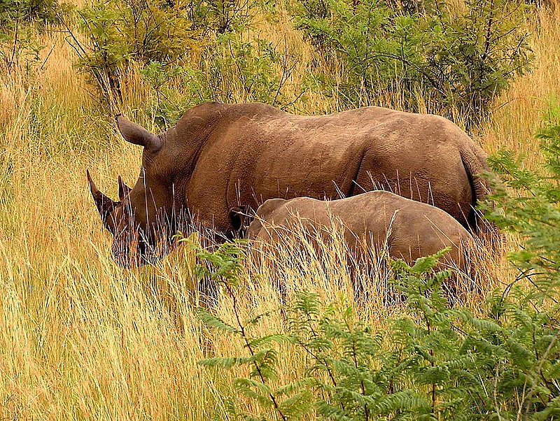 Rhino and Baby.jpg :: To purchase a fine art print of this photograph go to michael-durst.artistwebsites.com  To view comments, click on \