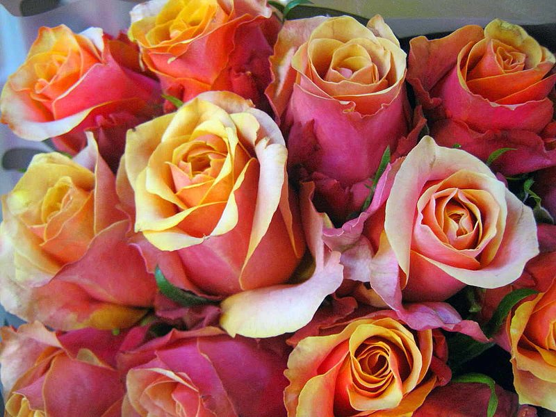 Rose Delight.jpg :: To purchase a fine art print of this work go to michael-durst.artistwebsites.com  To view comments, click on \
