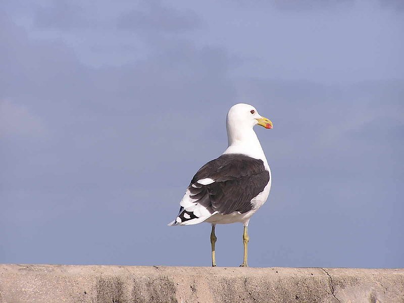 Sentry.jpg :: To purchase a fine art limited edition of this photograph, email DurstArt@aol.com or press Contact above.