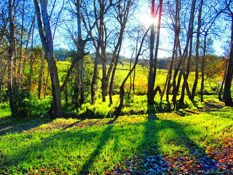Shadow Play.jpg :: To acquire a fine art print of this piece, press Contact above. 