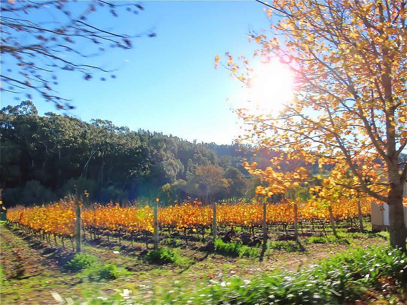 Sunlit Vineyard.jpg :: To purchase a fine art limited edition of this photograph, email DurstArt@aol.com or press Contact above.
