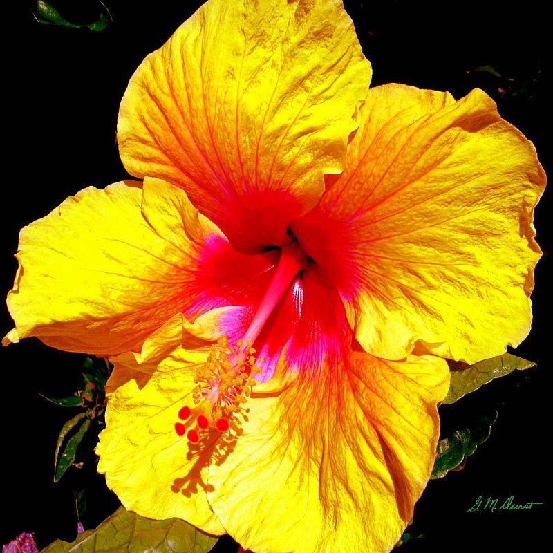 Sunshine Of My Life.jpg :: To acquire a fine art print of this photo, press Contact above. 