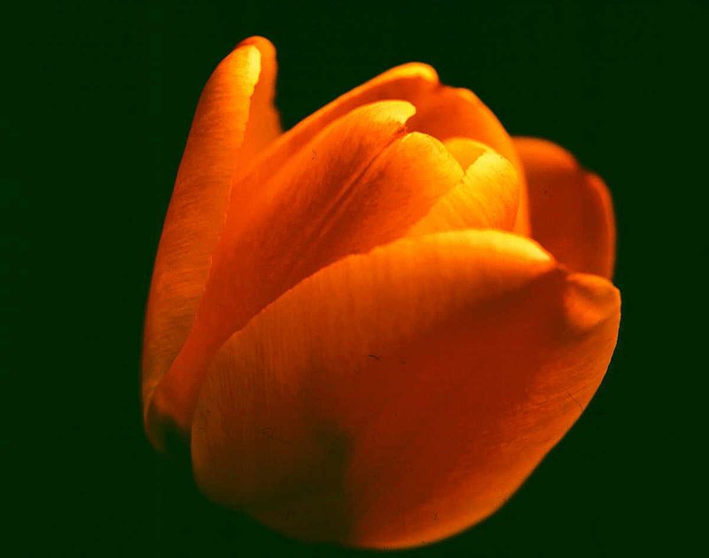 TULIP 1.jpg :: To purchase a fine art print of this painting go to michael-durst.artistwebsites.com  To view comments, click on \