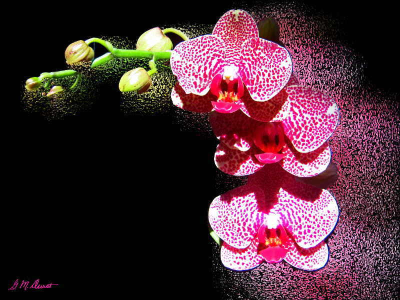 Three Blooms and Counting.jpg :: To purchase a fine art print of this digital image go to michael-durst.artistwebsites.com  To view comments, click on \