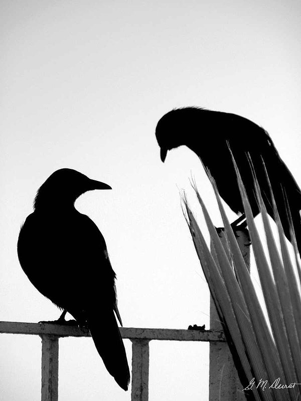 Together.jpg :: To acquire a fine art print of this photo, press Contact above. 