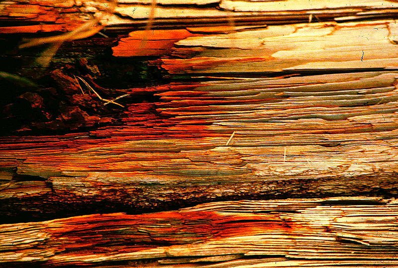 WOOD STUMP.jpg :: To purchase a fine art print, of this painting go to michael-durst.artistwebsites.com To purchase a fine art print of this photograph go to michael-durst.artistwebsites.com  To view comments, click on \
