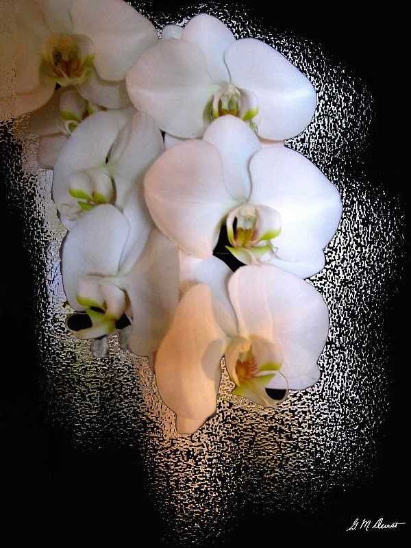 White Beauties.jpg :: To acquire a fine art print of this photo, press Contact above. 