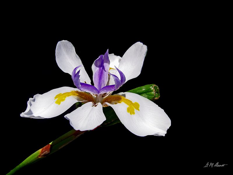 White Iris.jpg :: To acquire a fine art print of this photo, press Contact above.               