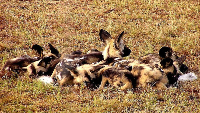 Wild Dogs.jpg :: To purchase a fine art print of this photograph go to michael-durst.artistwebsites.com  To view comments, click on \