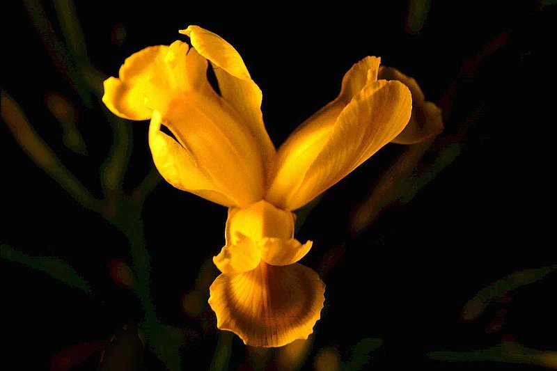 Yellow Iris.jpg :: To purchase a fine art print of this painting go to michael-durst.artistwebsites.com  To view comments, click on \