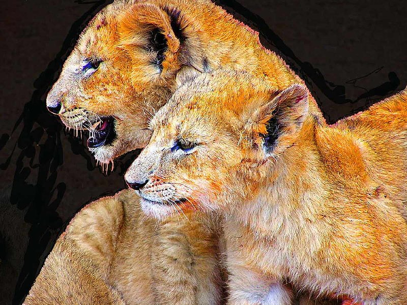 Young Love.jpg :: This is a great photo of lion cubs loving each other!  They almost seem to be facing the world together. To purchase a fine art print of this photograph go to michael-durst.artistwebsites.com  To view comments, click on \