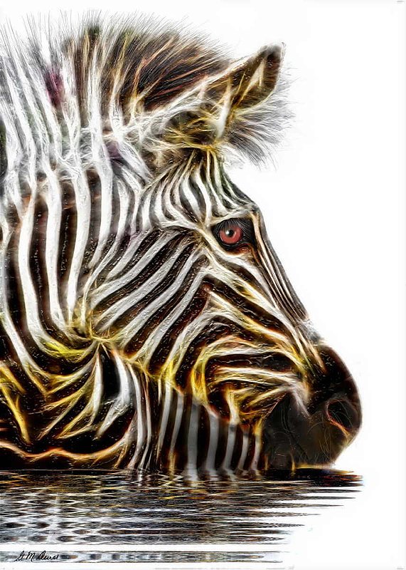 ZebraCrossing.jpg :: To acquire the original work or a limited edition, please email DurstArt@aol.com