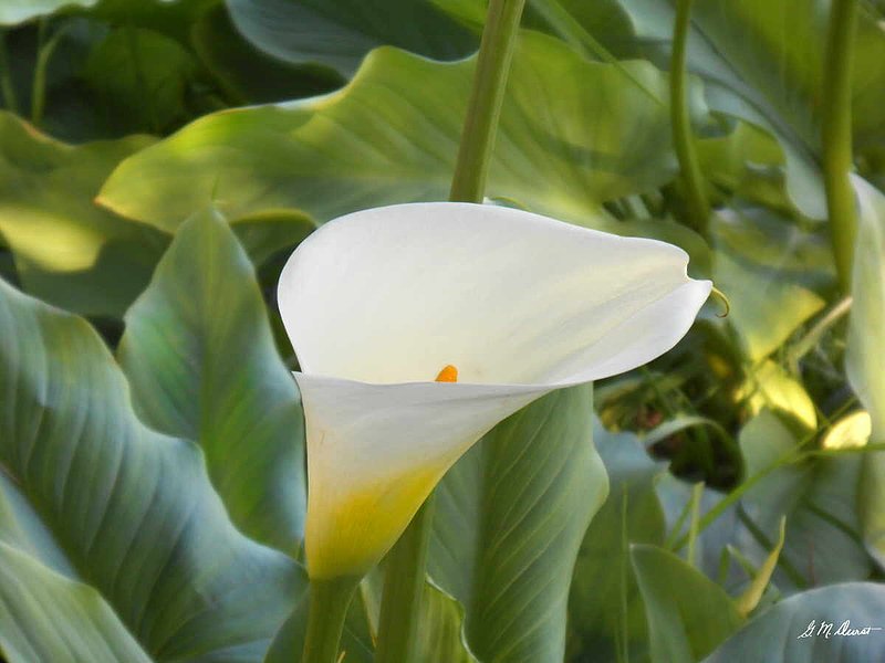 Calla Lily Glow.jpg :: To order a Limited Edition print of this photo, contact DurstArt@aol.com