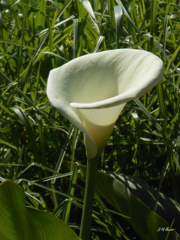 Calla Lily Sentry.jpg :: To order a Limited Edition print of this photo, contact DurstArt@aol.com