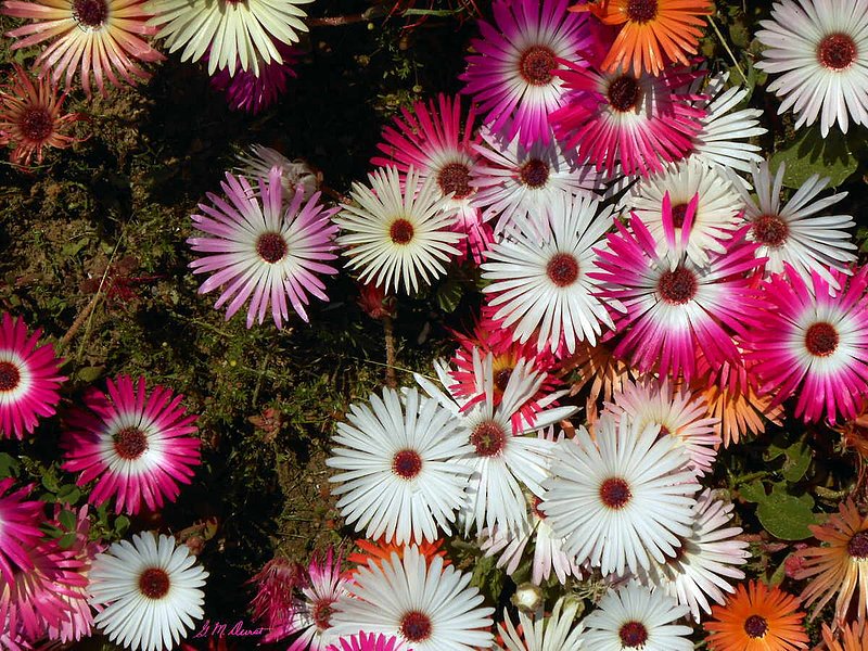 Daisy Darlings 1.jpg :: To order a Limited Edition print of this photo, contact DurstArt@aol.com